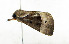  ( - ZZU.LS757)  @11 [ ] CreativeCommons  Attribution Non-Commercial Share-Alike (2023) Unspecified University of Zhengzhou