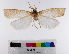  ( - am00786)  @11 [ ] CreativeCommons  Attribution NonCommercial (2018) Andrew Mitchell Australian Museum