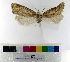  ( - ww05575)  @11 [ ] CreativeCommons  Attribution NonCommercial (2018) Andrew Mitchell Australian Museum