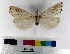  ( - ww05577)  @11 [ ] CreativeCommons  Attribution NonCommercial (2018) Andrew Mitchell Australian Museum