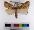  (Chilo sp_AM13 - ww05581)  @11 [ ] CreativeCommons  Attribution NonCommercial (2018) Andrew Mitchell Australian Museum