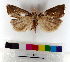  ( - AMSww06143)  @11 [ ] CreativeCommons  Attribution NonCommercial (2018) Andrew Mitchell Australian Museum
