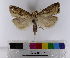  (Chilo sp_AM15 - AMSww06149)  @11 [ ] CreativeCommons  Attribution NonCommercial (2018) Andrew Mitchell Australian Museum