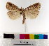  ( - AMSww06150)  @11 [ ] CreativeCommons  Attribution NonCommercial (2018) Andrew Mitchell Australian Museum