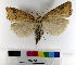  ( - AMSww06154)  @11 [ ] CreativeCommons  Attribution NonCommercial (2018) Andrew Mitchell Australian Museum