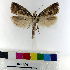  ( - AMSww06155)  @11 [ ] CreativeCommons  Attribution NonCommercial (2018) Andrew Mitchell Australian Museum