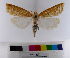  (Chilo diffusilineus - AMSww06156)  @11 [ ] CreativeCommons  Attribution NonCommercial (2018) Andrew Mitchell Australian Museum