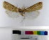  ( - AMSww06164)  @11 [ ] CreativeCommons  Attribution NonCommercial (2018) Andrew Mitchell Australian Museum