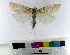  (Chilo sp_AM08 - AMSww06165)  @11 [ ] CreativeCommons  Attribution NonCommercial (2018) Andrew Mitchell Australian Museum