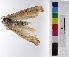  (Chilo terrenellus - AMSww06194)  @11 [ ] CreativeCommons  Attribution NonCommercial (2018) Andrew Mitchell Australian Museum