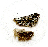  (Hypopta sp - AYK-04-0542-23)  @11 [ ] CreativeCommons - Attribution Non-Commercial Share-Alike (2011) Kim Mitter University of Maryland