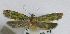  (Doxophyrtis - MM-09-1002)  @13 [ ] CreativeCommons - Attribution Non-Commercial No Derivatives (2009) Unspecified University of Maryland