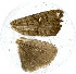  (Eupsilia unipuncta - AYK-04-1013-17)  @12 [ ] CreativeCommons - Attribution Non-Commercial Share-Alike (2011) Kim Mitter University of Maryland