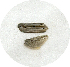  (Ethmia octonoma - LS-06-0057)  @12 [ ] CreativeCommons - Attribution Non-Commercial Share-Alike (2011) Kim Mitter University of Maryland