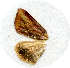  ( - MJM-88-spnv-3)  @12 [ ] CreativeCommons - Attribution Non-Commercial No Derivatives (2009) Unspecified University of Maryland