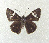  (Lobocla bifasciata - SWC-09-5042)  @14 [ ] CreativeCommons - Attribution Non-Commercial No Derivatives (2009) Unspecified University of Maryland