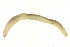  (Lumbricus rubellus CEJ - CE6292)  @14 [ ] CreativeCommons - Attribution (2010) CBG Photography Group Centre for Biodiversity Genomics