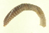  ( - CE6985)  @13 [ ] CreativeCommons - Attribution (2010) CBG Photography Group Centre for Biodiversity Genomics