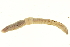  (Lumbricus castaneus - CE7071)  @14 [ ] CreativeCommons - Attribution (2010) CBG Photography Group Centre for Biodiversity Genomics
