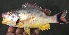  ( - MFSCU5033)  @11 [ ] Copyright (c) (2023) Mohammad Eusuf Hasan Institute of Marine Sciences, University of Chittagong