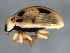  ( - 10PROBE-20894)  @13 [ ] CreativeCommons - Attribution (2010) CBG Photography Group Centre for Biodiversity Genomics