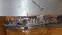  ( - CNP Psesem03 BN20)  @11 [ ] CreativeCommons - Attribution Non-Commercial (2016) Lujan Villanueva-Gomila CESIMAR-CONICET