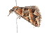  ( - K292906)  @13 [ ] CreativeCommons - Attribution Non-Commercial Share-Alike (2011) Andrew Mitchell Australian Museum