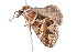  ( - K292914)  @13 [ ] CreativeCommons - Attribution Non-Commercial Share-Alike (2011) Andrew Mitchell Australian Museum