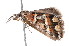  ( - K292915)  @13 [ ] CreativeCommons - Attribution Non-Commercial Share-Alike (2011) Andrew Mitchell Australian Museum