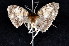  ( - K296035)  @12 [ ] CreativeCommons - Attribution Non-Commercial Share-Alike (2011) Andrew Mitchell Australian Museum