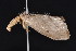  ( - K296052)  @12 [ ] CreativeCommons - Attribution Non-Commercial Share-Alike (2011) Andrew Mitchell Australian Museum