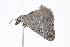  ( - K296116)  @13 [ ] CreativeCommons - Attribution Non-Commercial Share-Alike (2011) Andrew Mitchell Australian Museum