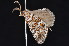  (Dichromodes AH01 - K296186)  @14 [ ] CreativeCommons - Attribution Non-Commercial Share-Alike (2011) Andrew Mitchell Australian Museum
