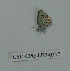  (Plebejus acmon - CSU-CPG-LEP-0317)  @11 [ ] Copyright (2009) Unspecified Colorado State University
