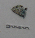  (Plebejus melissa - CSU-CPG-LEP-0353)  @11 [ ] Copyright (2009) Unspecified Colorado State University