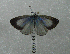  (Celastrina humulus - CSU-CPG-LEP-0380)  @13 [ ] Copyright (2009) Unspecified Colorado State University