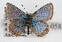  (Icaricia cotundra - CSU-CPG-LEP-0583)  @13 [ ] CreativeCommons - Attribution (2009) Unspecified Unspecified