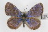  (Icaricia lupini - CSU-CPG-LEP-0670)  @14 [ ] CreativeCommons - Attribution (2009) Unspecified Unspecified