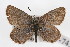  (Plebejus lupini complex - CSU-CPG-LEP-0713)  @11 [ ] CreativeCommons - Attribution (2009) Unspecified Unspecified