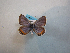  (Plebejus acmon complex - CSU-CPG-LEP-0628)  @11 [ ] Copyright (2009) Unspecified Colorado State University
