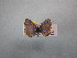  (Icaricia lupini texanus - CSU-CPG-LEP-0983)  @13 [ ] Copyright (2009) Unspecified Colorado State University