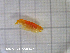 (Orchomenella rotundifrons - MT002Oro013)  @11 [ ] CreativeCommons  Attribution Non-Commercial Share-Alike (2017) Meike A. Seefeldt Ruhr University Bochum/ Alfred Wegener Institute