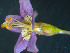  ( - UNKAR5549)  @11 [ ] CreativeCommons - Attribution Non-Commercial Share-Alike (2015) Thomas Horn Karlsruhe Institute of Technology, Botanical Garden