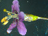  ( - UNKAR5551)  @11 [ ] CreativeCommons - Attribution Non-Commercial Share-Alike (2015) Thomas Horn Karlsruhe Institute of Technology, Botanical Garden