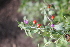  ( - UNKAR6815)  @11 [ ] CreativeCommons - Attribution Non-Commercial Share-Alike (2015) Thomas Horn Karlsruhe Institute of Technology, Botanical Garden