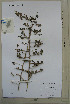  ( - UNKAR8689)  @11 [ ] CreativeCommons - Attribution Non-Commercial Share-Alike (2015) Thomas Horn Karlsruhe Institute of Technology, Botanical Garden