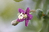  ( - UNKAR6815)  @11 [ ] CreativeCommons - Attribution Non-Commercial Share-Alike (2015) Thomas Horn Karlsruhe Institute of Technology, Botanical Garden