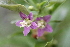  ( - UNKAR5549)  @11 [ ] CreativeCommons - Attribution Non-Commercial Share-Alike (2015) Thomas Horn Karlsruhe Institute of Technology, Botanical Garden