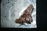 (Proteides mercurius mercurius - MAL-04743)  @12 [ ] Unspecified (default): All Rights Reserved  Unspecified Unspecified