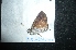  (Telemiades avitus - MAL-04797)  @12 [ ] Unspecified (default): All Rights Reserved  Unspecified Unspecified